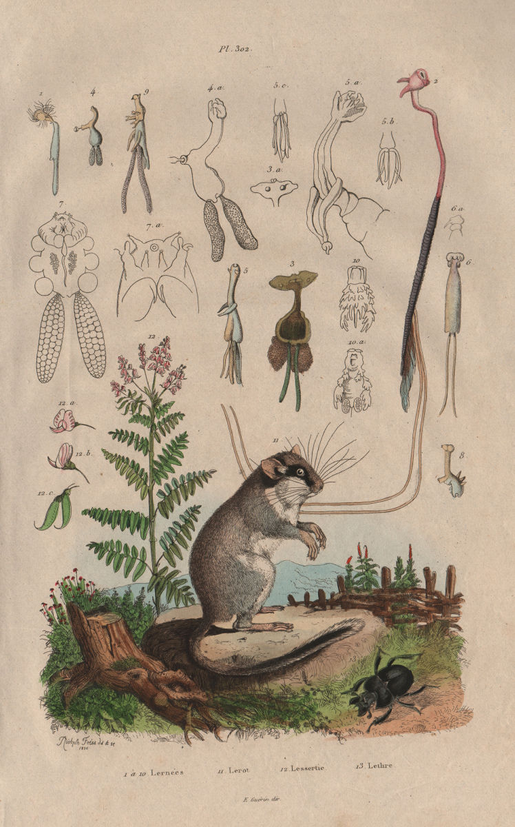 Lernées. Lerot (Garden Dormouse). Lessertia. Lethre 1833 old antique print